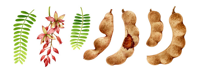 Tamarind fruit set. Watercolor illustration. Hand drawn realistic tamarindus indica fruit, beans, flower and leaf element collection. Tamarind sweet natural organic plant on white background