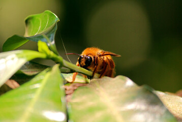 bee on a flower dark
