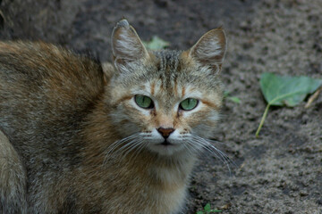 green - eyed cat. Short-hair red cat looks at the camera