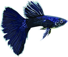 Drawing black moscow guppy, art.illustration, vector