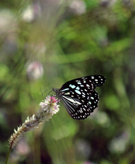 butterfly on a flower looking amazing