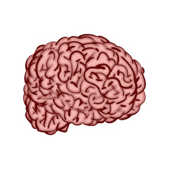 Brain hand drawing isolated. Brains Engraving vector illustration