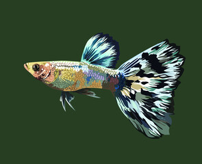 Blue mosaic guppy fish, beautiful fish, category of small fish, vector