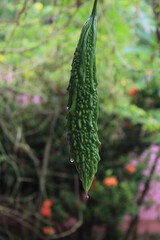 Bitter Melon or Bitter Gourd hanging in plant. Bitter Gourd Farm in Vegetable farm