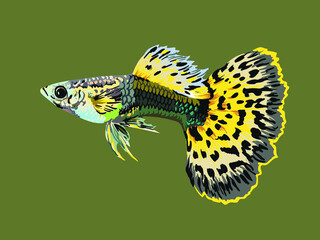Tiger guppy fish, exotic fish, aguatic fish, vector