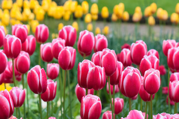 Bright red tulips flowers against blurred yellow and green nature background. Spring or summer concept. Selective focus