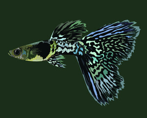 Metal black guppy fish, exotic fish, rare guppy fish, vector