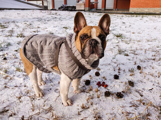 French bulldog dog at winter time wearing warm sweater