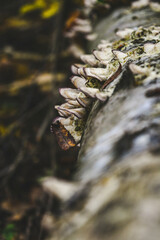 mushroom in the forest 