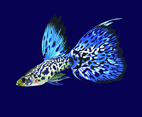Hybtids guppy fish, exotic bar, beautiful guppy fish vector