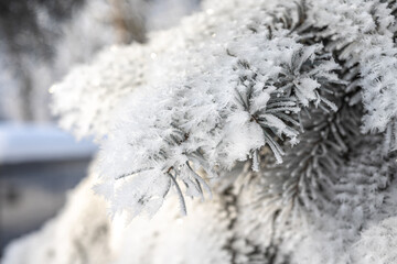 Christmas fir tree covered with frost during winter cold days.