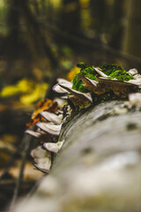 mushroom in the forest 