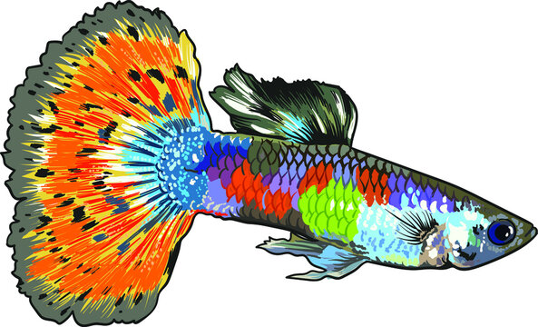 Fire snakeskin guppy fish, beautiful fish, small catagory fish