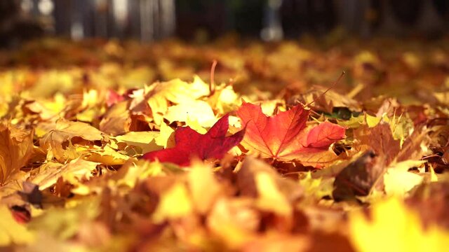 Autumn fall orange yellow red golden maple leaves on the ground