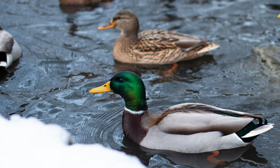 Mallard. The male floats on the surface of the water. Has a green head color.