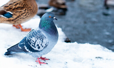 Dove. The bird is standing by the water in the snow.