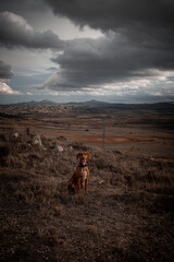 Obraz na płótnie Canvas Dog, vizla, country, mountain