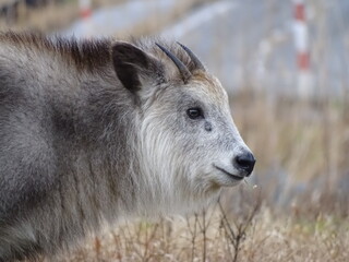 Fototapeta premium ニホンカモシカ