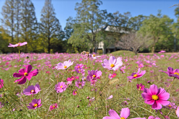 観世音寺のコスモス畑