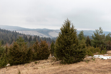 Common juniper thickets on a glade in the Carpathians. Landscape with natural thickets common...