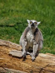 Ring-tailed lemur sitting on a timber