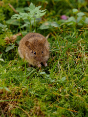 Naklejka na ściany i meble Little mouse eating grass on a meadow