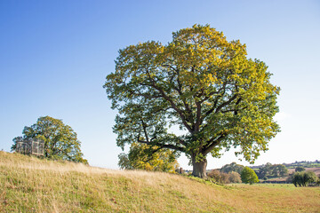 Old oak tree in the autumn.