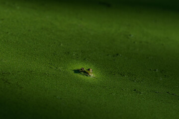 Green frog head in a green lake