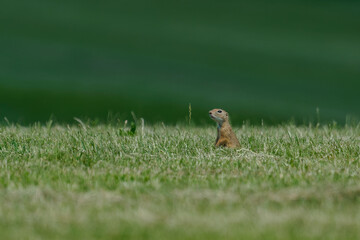 Standing European ground squirrel on the meadow