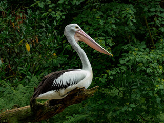 Australian pelican sitting on the branch