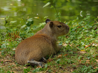 Naklejka na ściany i meble Capybara baby lying in the grass on the lake shore