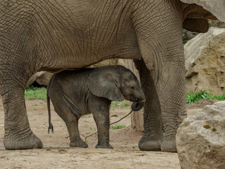 Fototapeta premium Baby african elephant with mother - size comparison