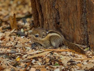 Swinhoe's striped squirrel little baby