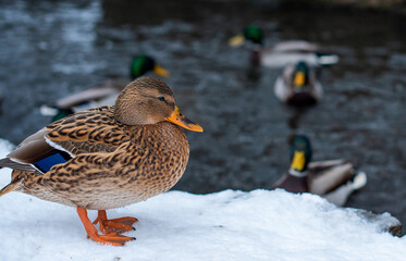 Mallard. The female hides near the water in the snow. It has a brown color.