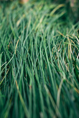 green grass texture. grass close up. Background of green grass