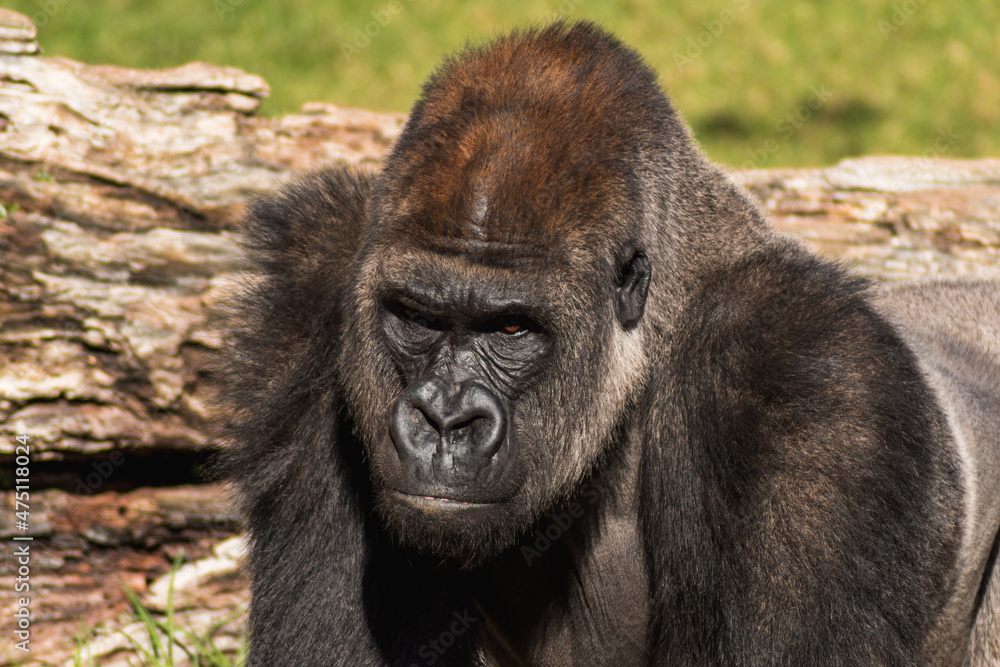 Poster Close-up portrait of a large gorilla