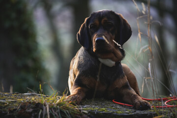 German Wirehaired Pointer dog sitting on the ground