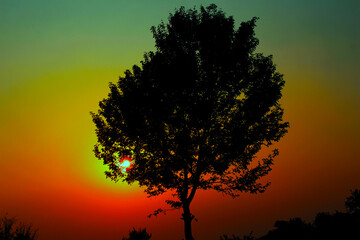 Fototapeta premium sunset with tree
