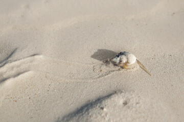 Pingwe beach is an incredibly beautiful little piece of paradise situated in Zanzibar