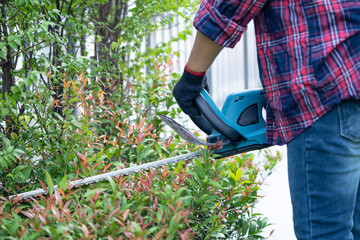 Gardener holding electric hedge trimmer to cut the treetop in garden.