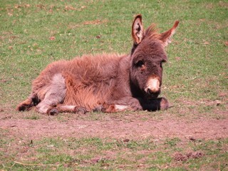 cute baby donkey lying in the sunshine