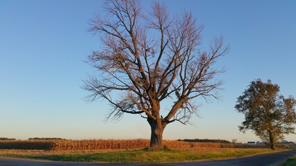 landscape with tree