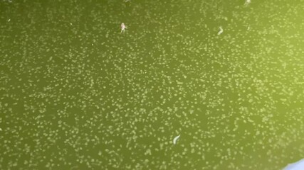 Moina in green water 