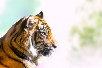 明るい樹木を背景にした虎の横顔のクローズアップ