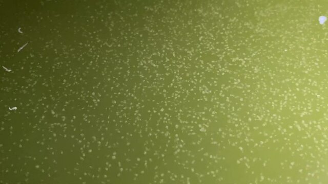 Moina in green water 