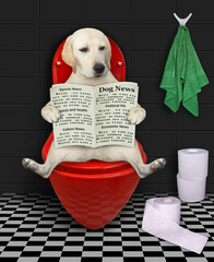 A dog labrador with a newspaper sits on a red toilet bowl in a bathroom.