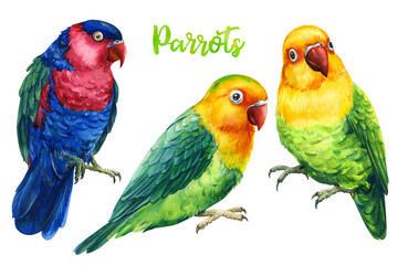 Set of parrots, birds on an isolated white background, watercolor illustration, hand drawing