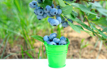 Tiny toy bucket full of blueberries in the field