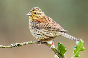 Wild cirl bunting bird on twig