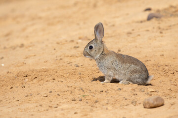 Small European rabbit in desert